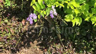 小白混合紫花或杜兰塔代表花